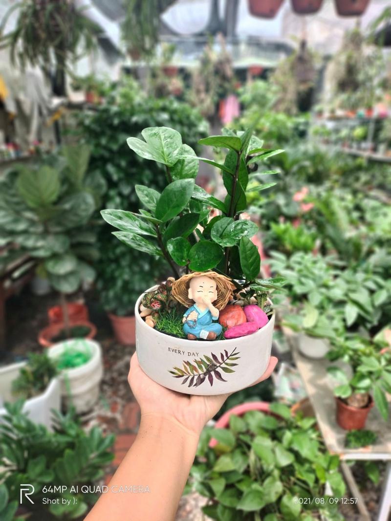 Cây Cảnh Mini Bình Minh