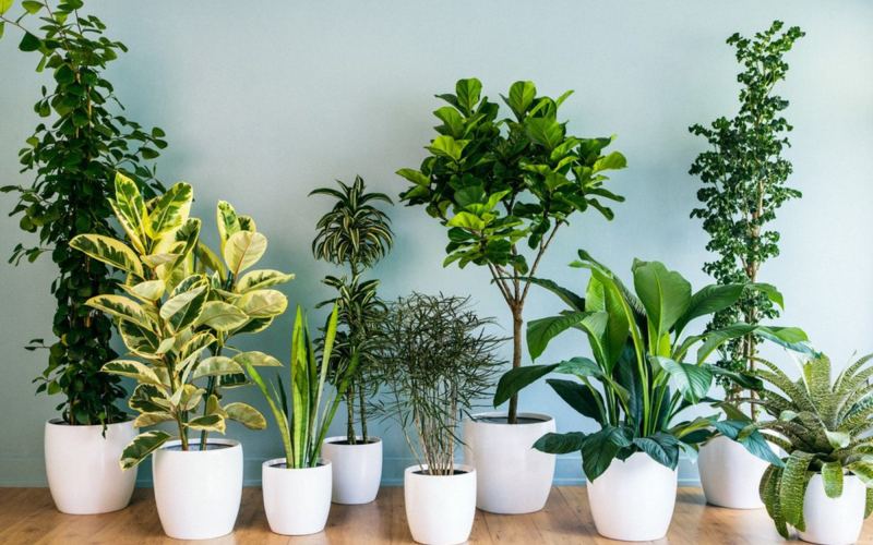 Cây cảnh mini Bình Minh
