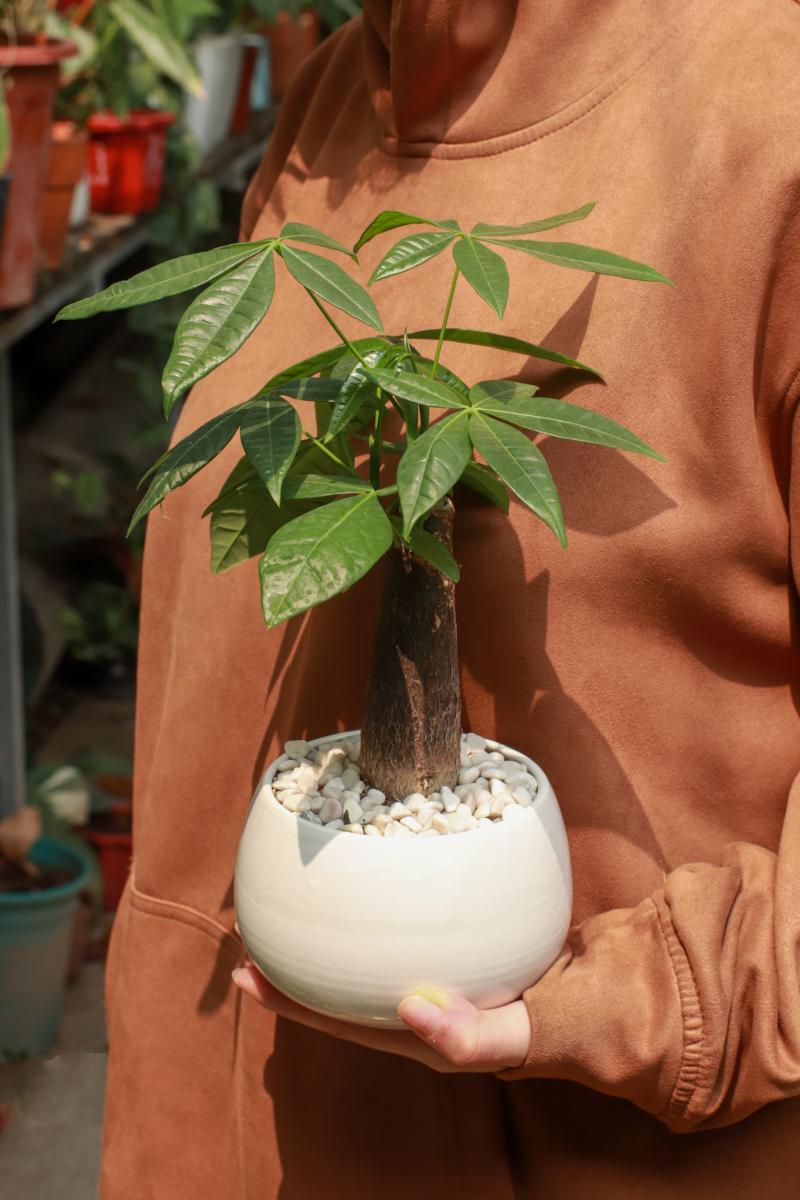 Cây cảnh mini - Totoro Garden