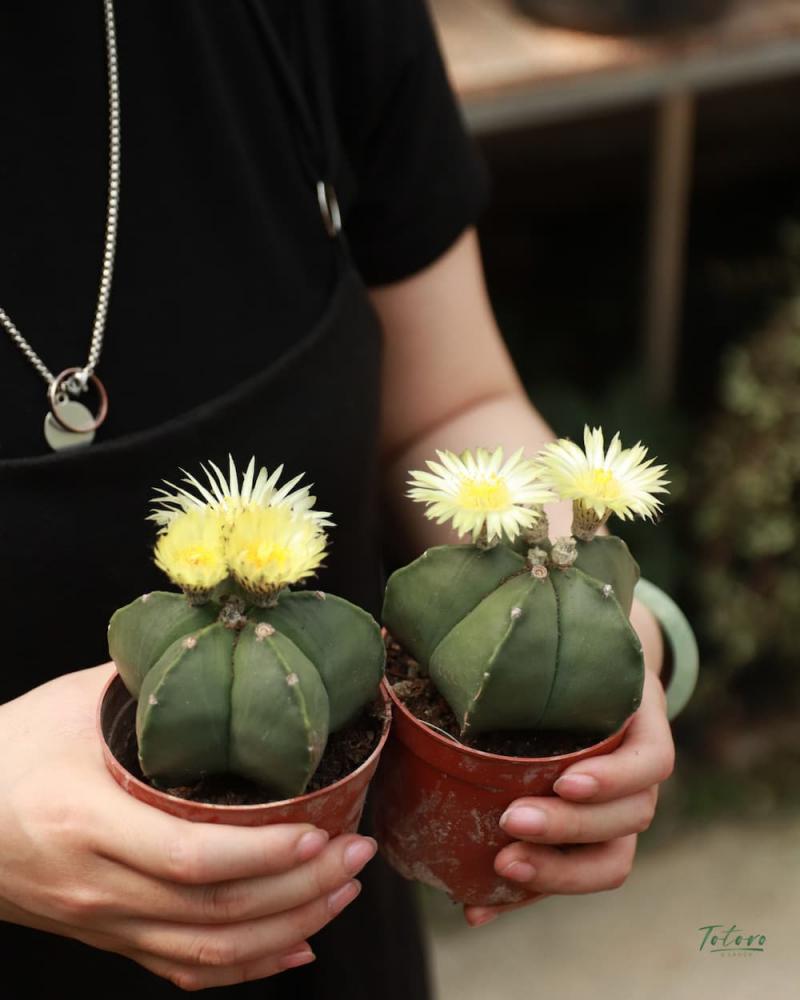 Cây cảnh mini - Totoro Garden