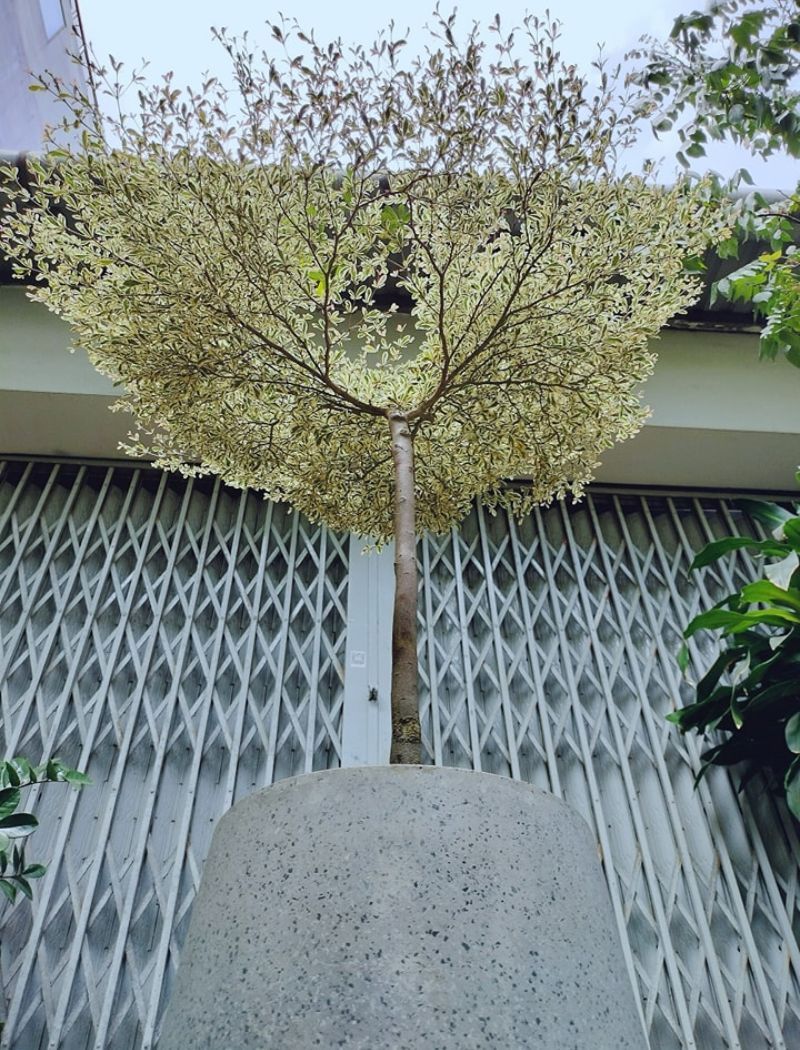 Cây cảnh Sài Gòn