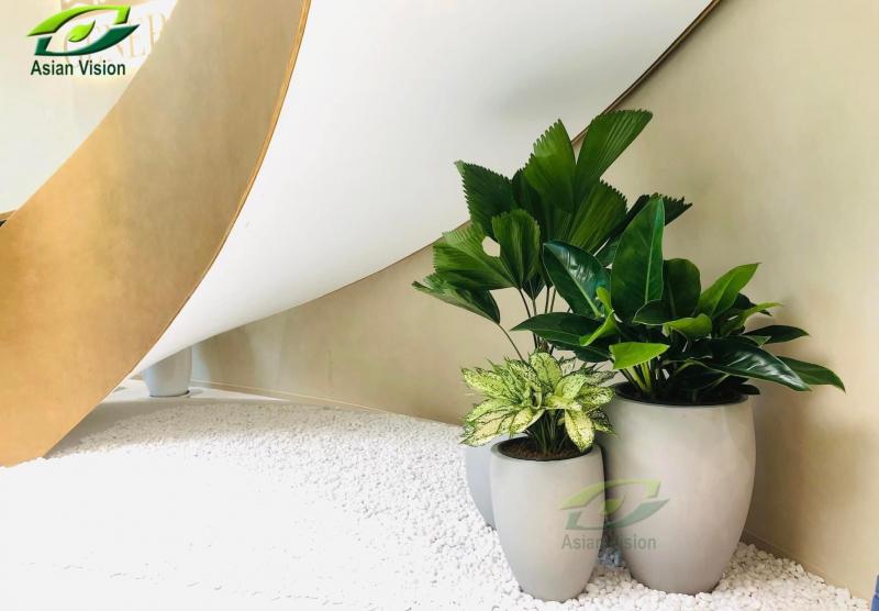 Cây cảnh Tầm Nhìn Châu Á