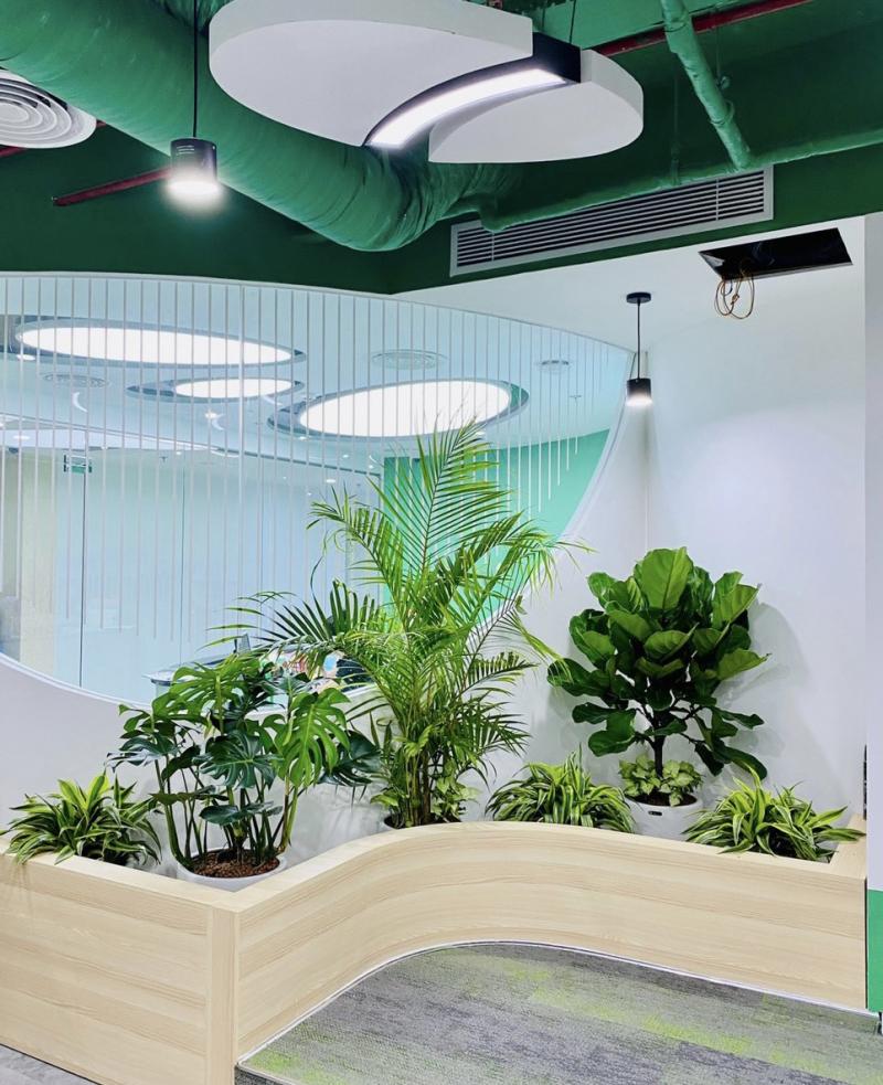 Cây cảnh Tầm Nhìn Châu Á