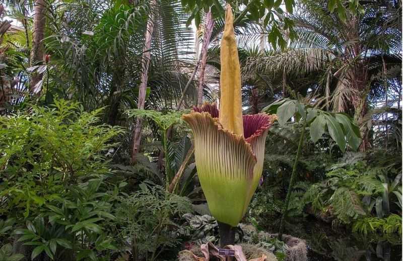 Cây chân bê khổng lồ