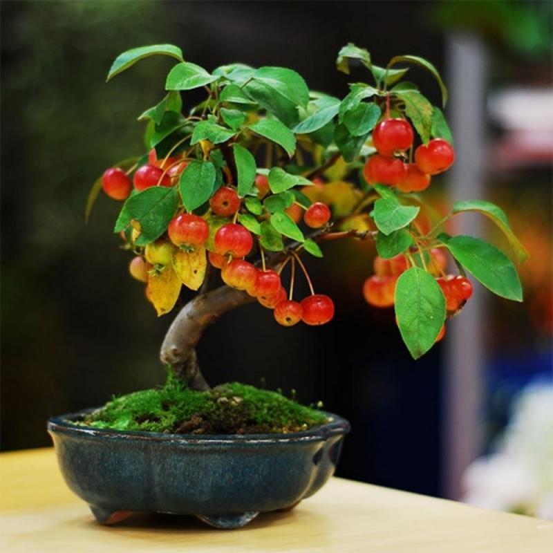 Cây cherry