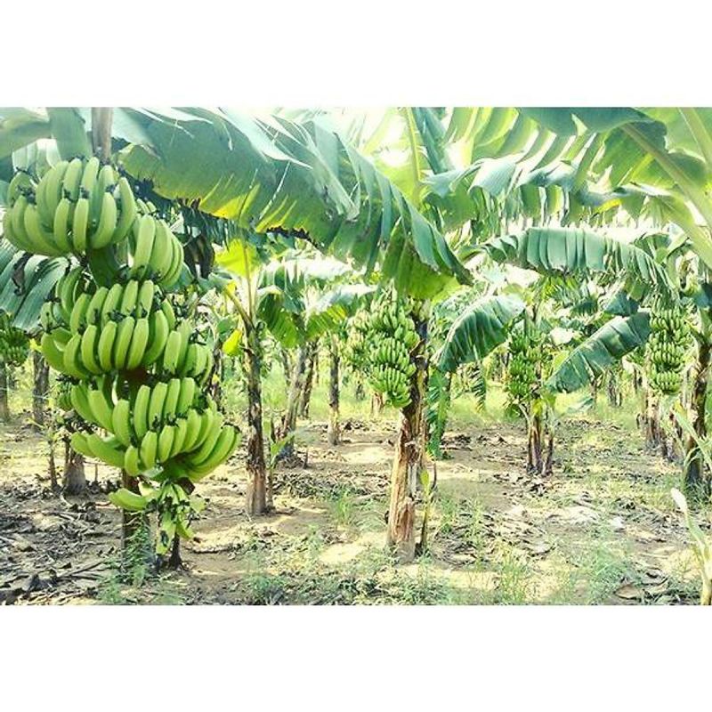 Cây chuối biểu tượng thôn quê Việt Nam