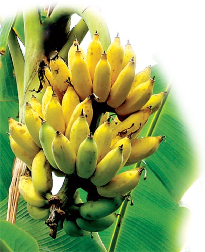 Buồng chuối chín vàng