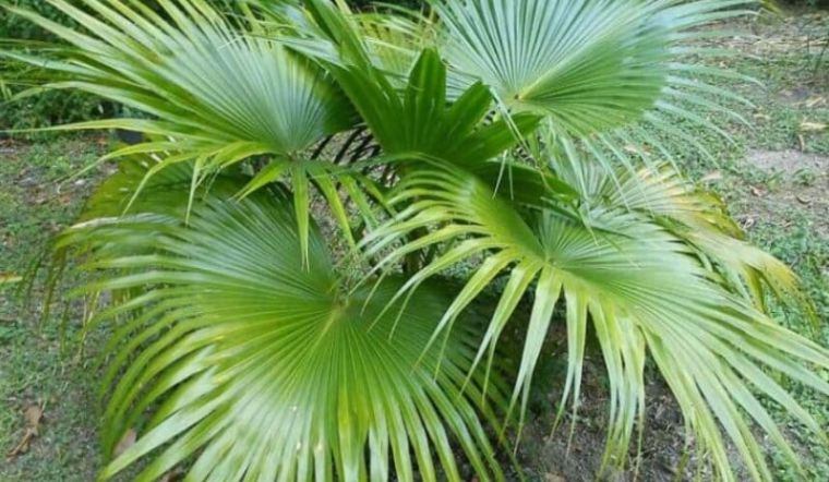 Cây Cọ Cảnh