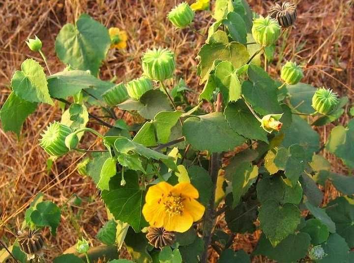 Cây Cối xay