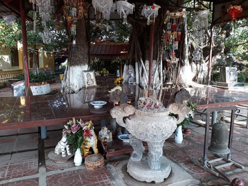Miếu thờ cây đa 13 gốc