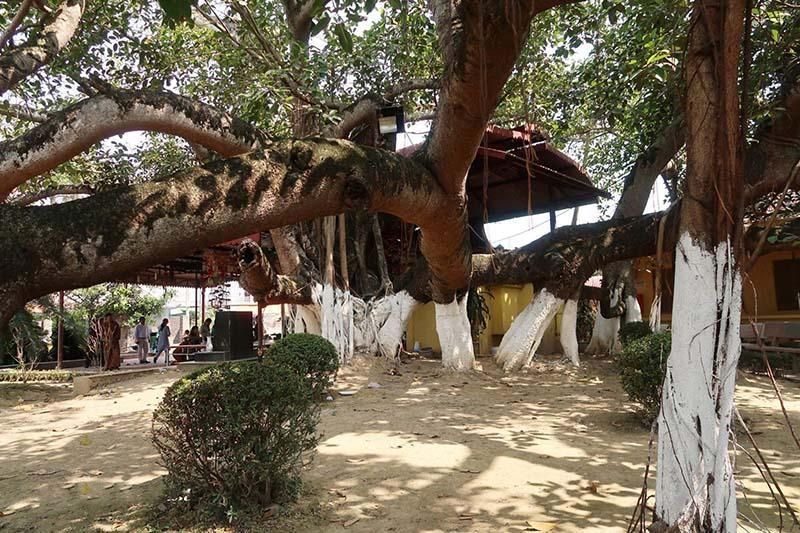 Cây đa 13 gốc