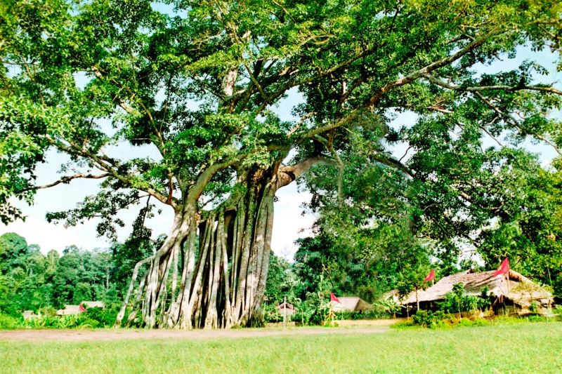 Cây đa Tân Trào ngàn năm lịch sử còn ghi dấu