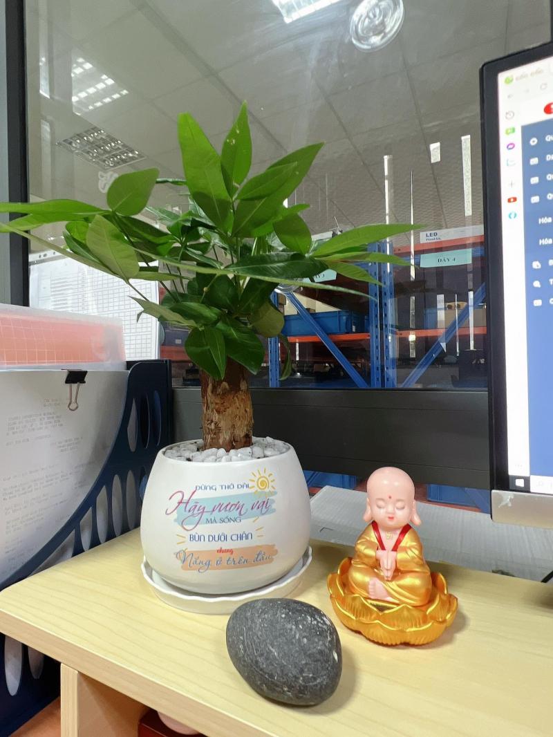 Cây để bàn Bến Tre