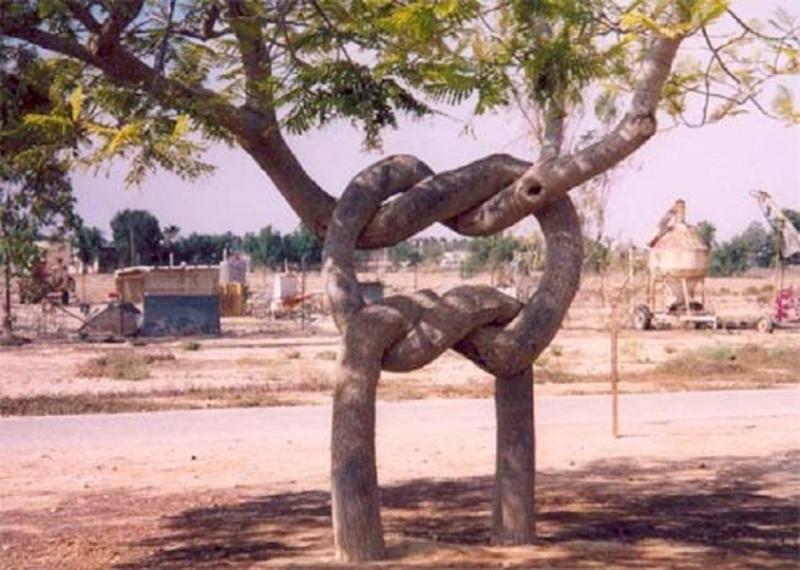 Cây diễn xiếc