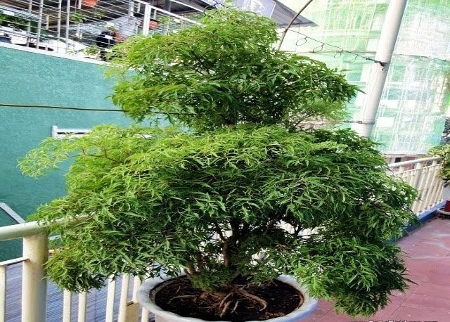 cây đinh lăng