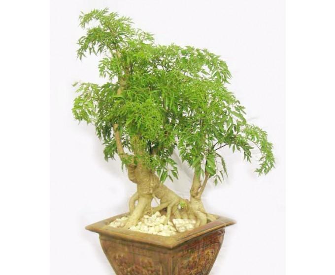 Cây đinh lăng