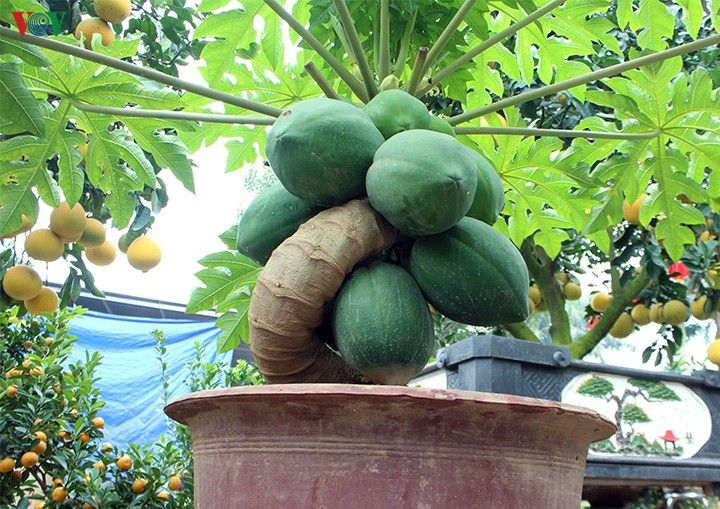 Cây đu đủ cảnh
