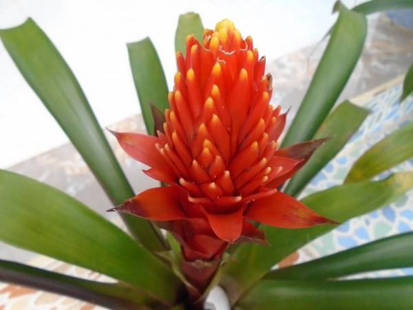 Cây dứa cảnh nến đỏ