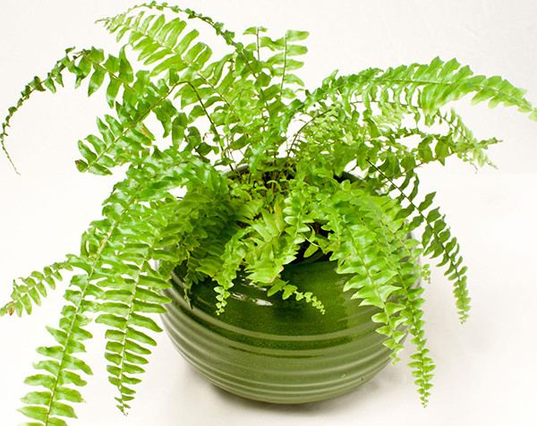 Cây dương xỉ