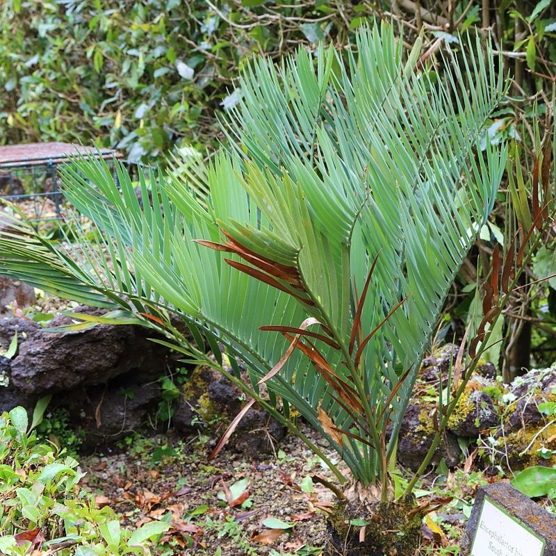 Cây Encephalartos hirsutus
