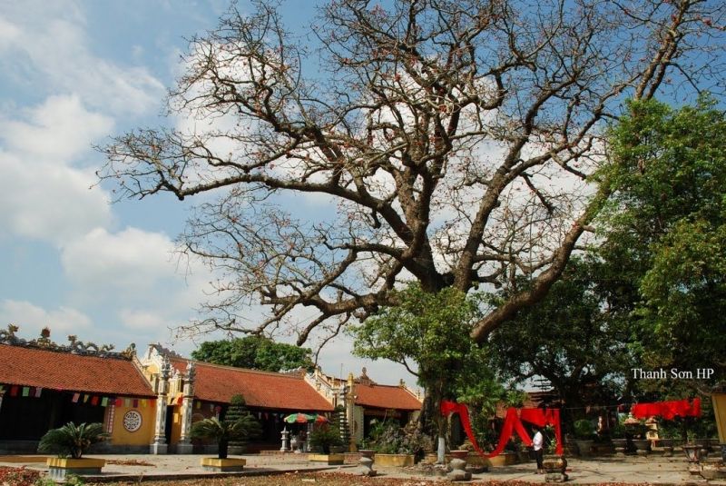 Cây Gạo 736 tuổi