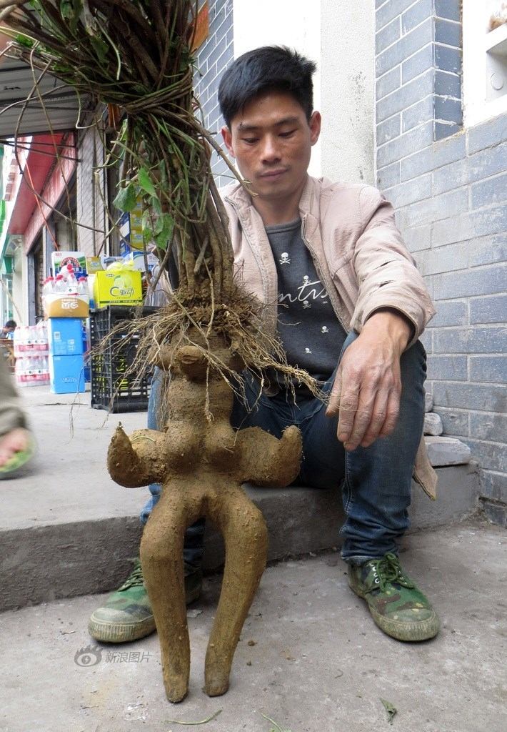 Cây Hà thủ ô