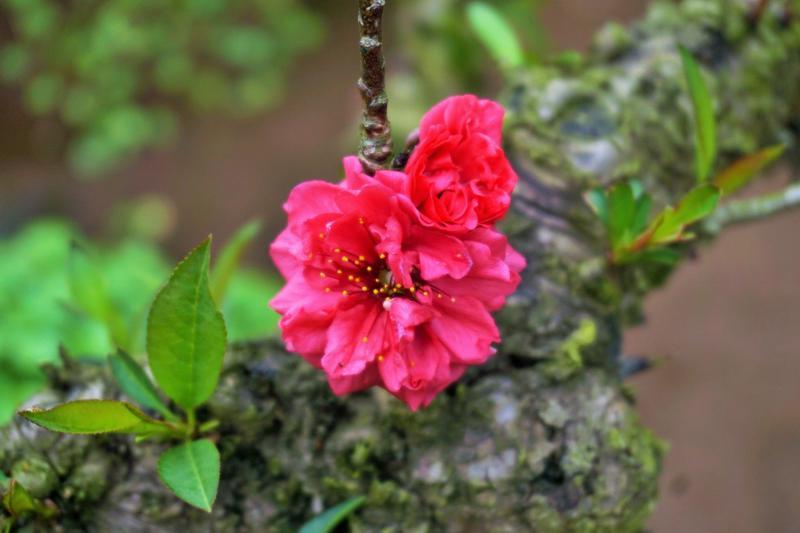 Sự tích hoa đào