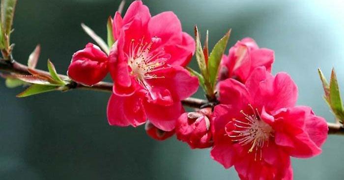 Xuân xứ Lạng