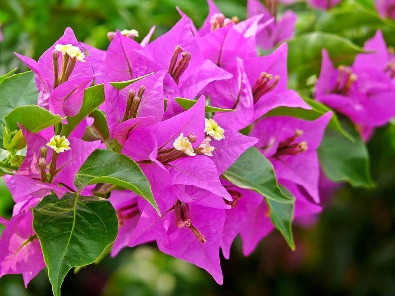 Đài hoa màu hồng sen, đỡ lấy những bông hoa bé nhỏ đang nở