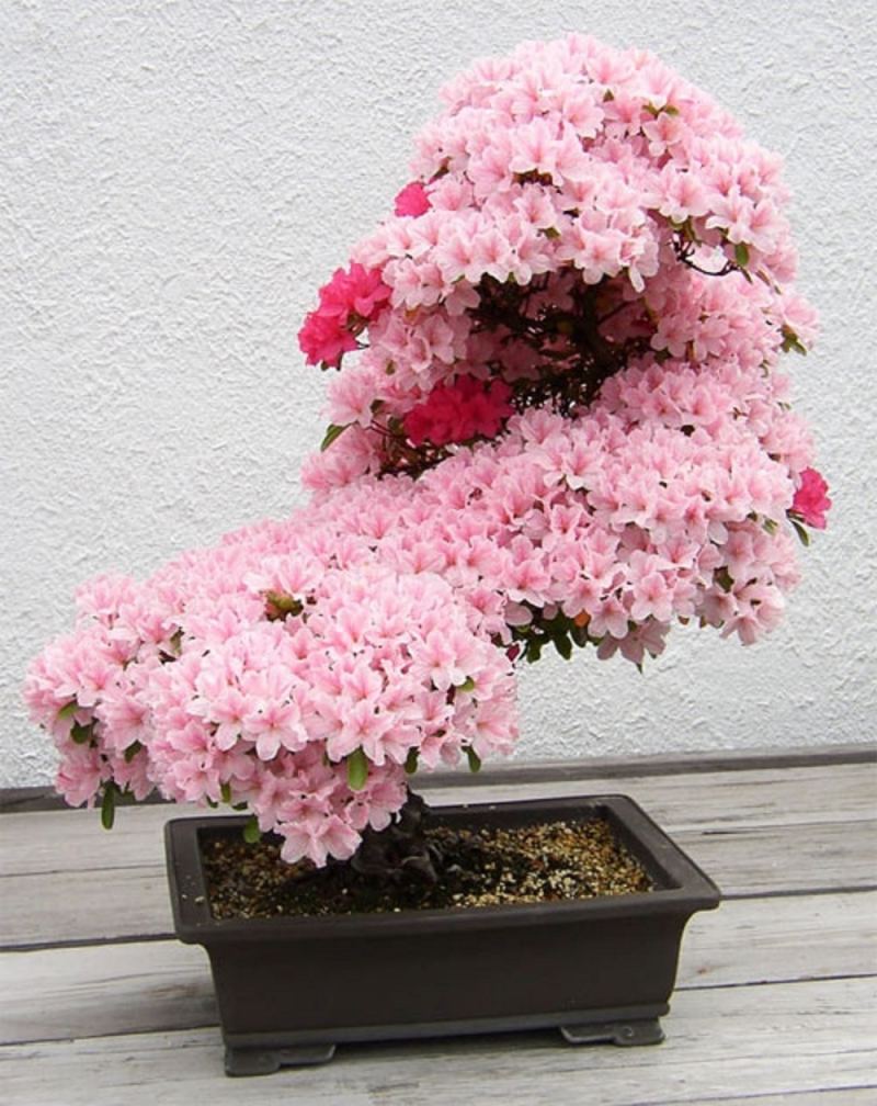 Cây hoa Mẫu Đơn