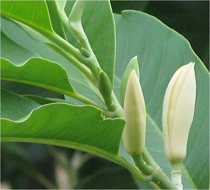 Những chùm nụ xinh xinh lớn rất nhanh và khi hoa nở hé phô mấy cánh trắng ngà thì nhụy hoa cũng tỏa hương thơm ngào ngạt, theo gió bay đi rất xa