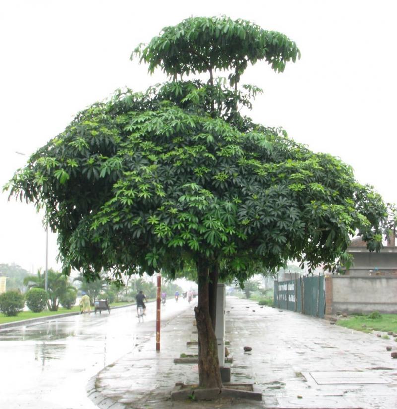 Cây hoa sữa