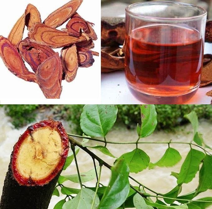 Sắc thuốc từ cây huyết đắng uống trị đau xương khớp