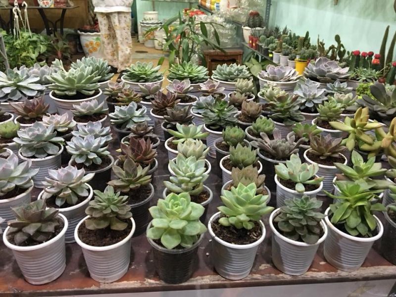 Cây kiểng Sen Đá Bến Tre