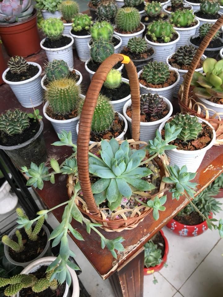Cây kiểng Sen Đá Bến Tre