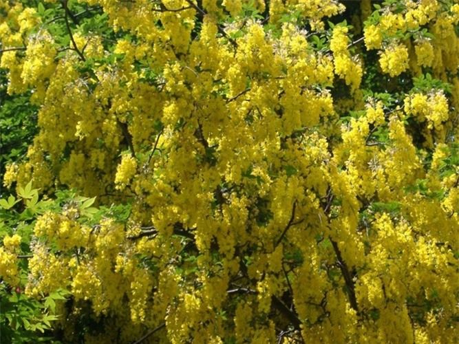 Cây kim tước Laburnum