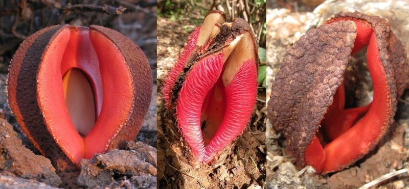 Cây ký sinh Hydnora africana