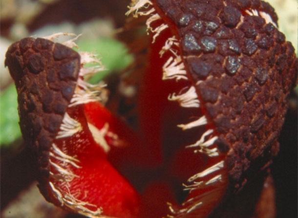 Cây ký sinh Hydnora africana