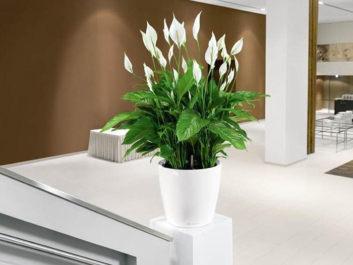 cây lan ý được để trong phòng