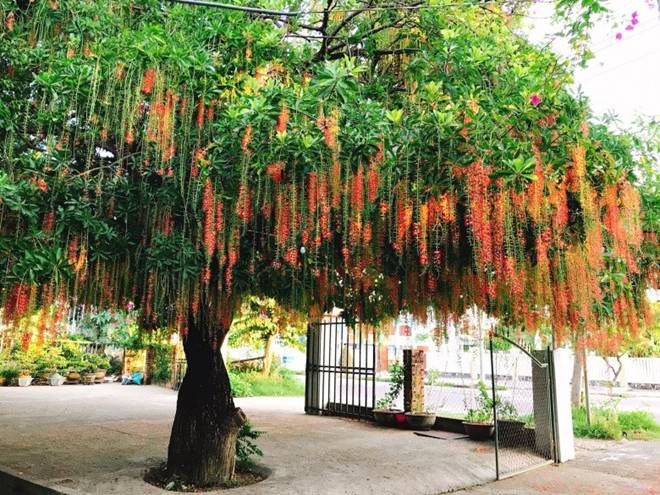 Cây lộc vừng