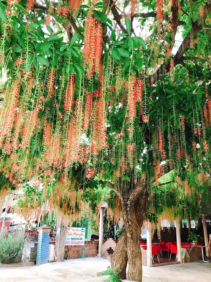Cây lộc vừng