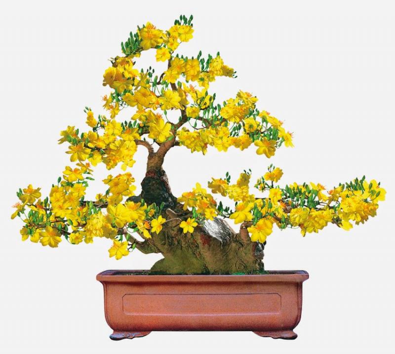 Mai vàng miền Nam
