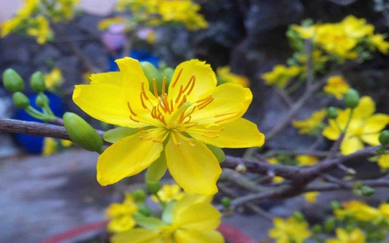 Mai tứ quý thật đẹp, thật giản dị nhưng cũng thật là mĩ lệ, kiêu sa