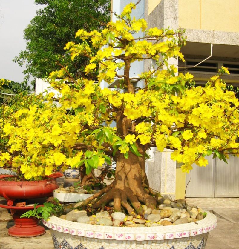 Cây mai thật đẹp, thật thanh cao, chí khí