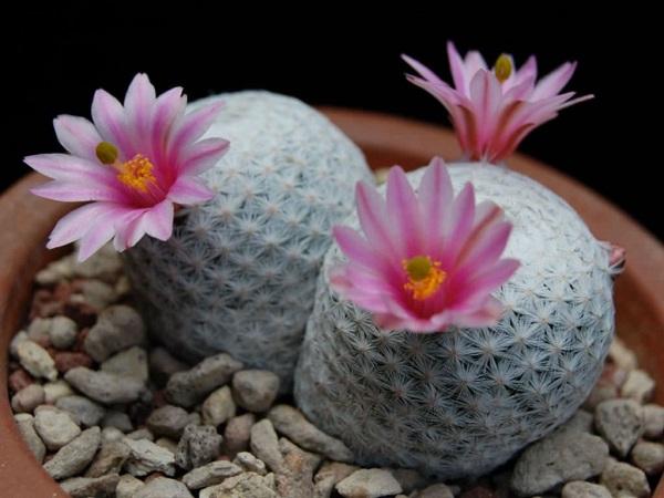 Cây Mammillaria herrerae