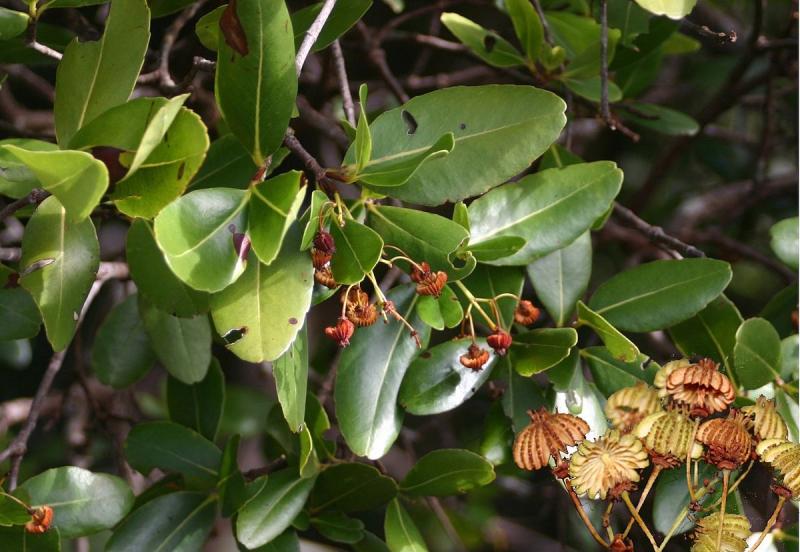 Cây Medusagyne oppositifolia