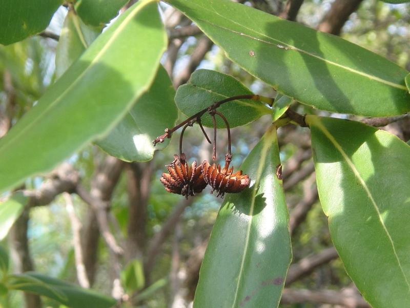 Cây Medusagyne oppositifolia