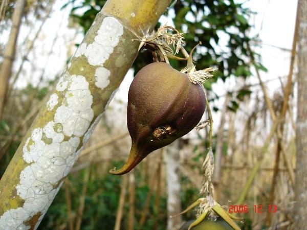 Melocanna baccifera