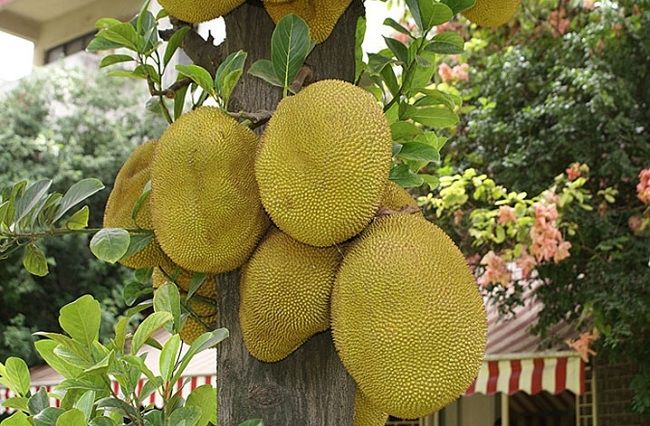 Khi chín, vỏ mít chuyển màu sáng màu sậm. Nhìn bên ngoài vỏ mít sần sùi nhiều gai là thế nhưng bên trong thì vô cùng thơm ngon