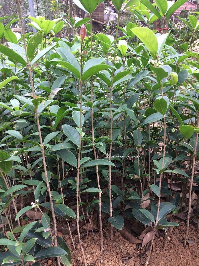 Cây mộc hương